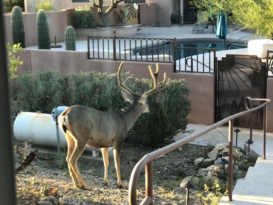 Villa Tucson Mnt Foothills Saguaro Bliss Exterior foto