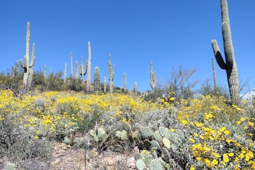 Villa Tucson Mnt Foothills Saguaro Bliss Exterior foto